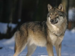 loup
